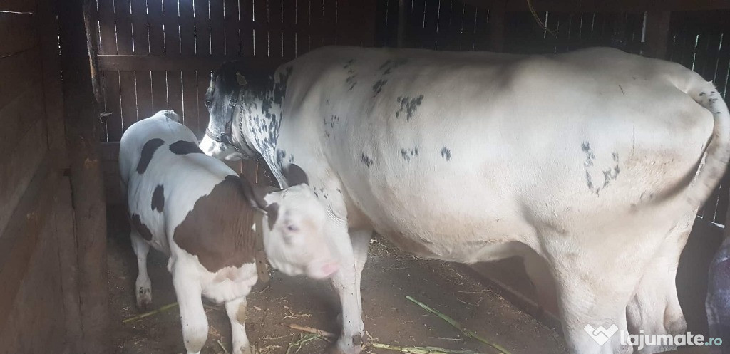Vaca de lapte + vitea