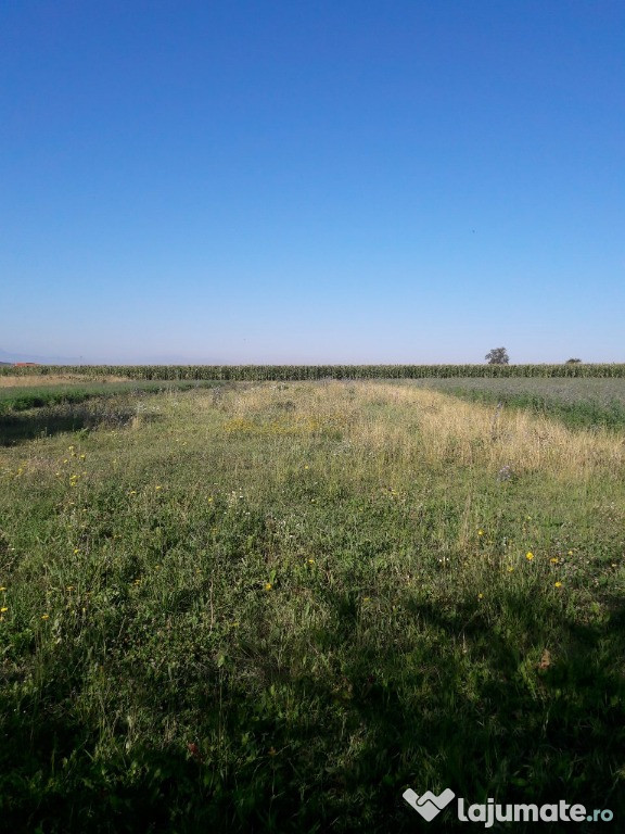 Casa si gradina in loc. Moacsa (jud.Covasna)