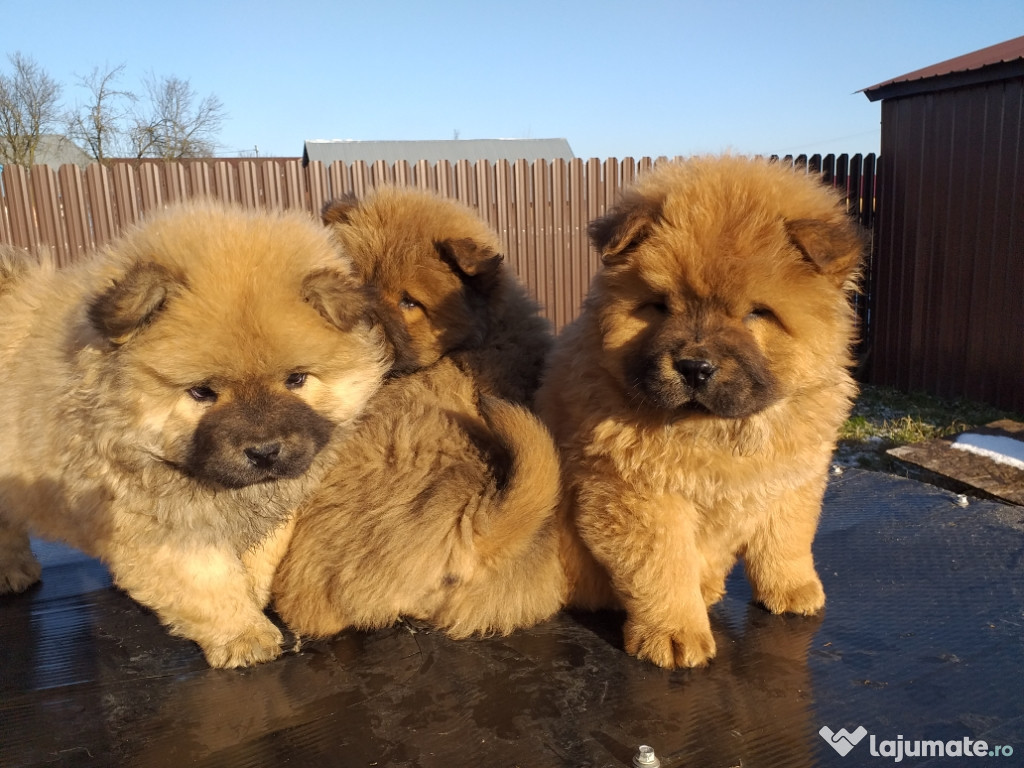 Puiuti chow chow