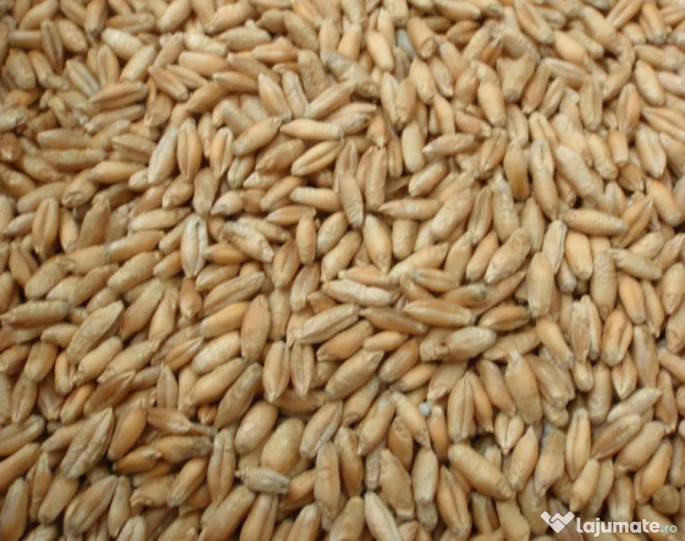 Grau furajer (triticale)