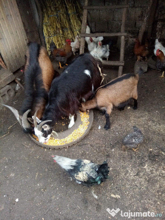Capre de lapte