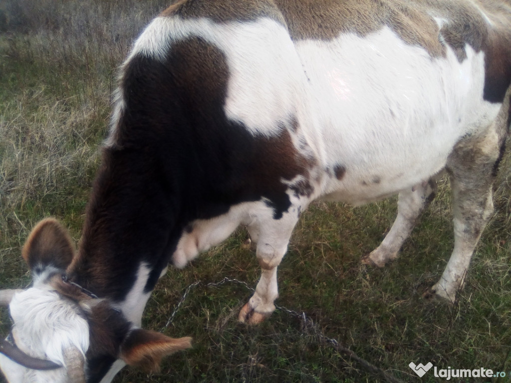 Vacă de rasă bălțată românească