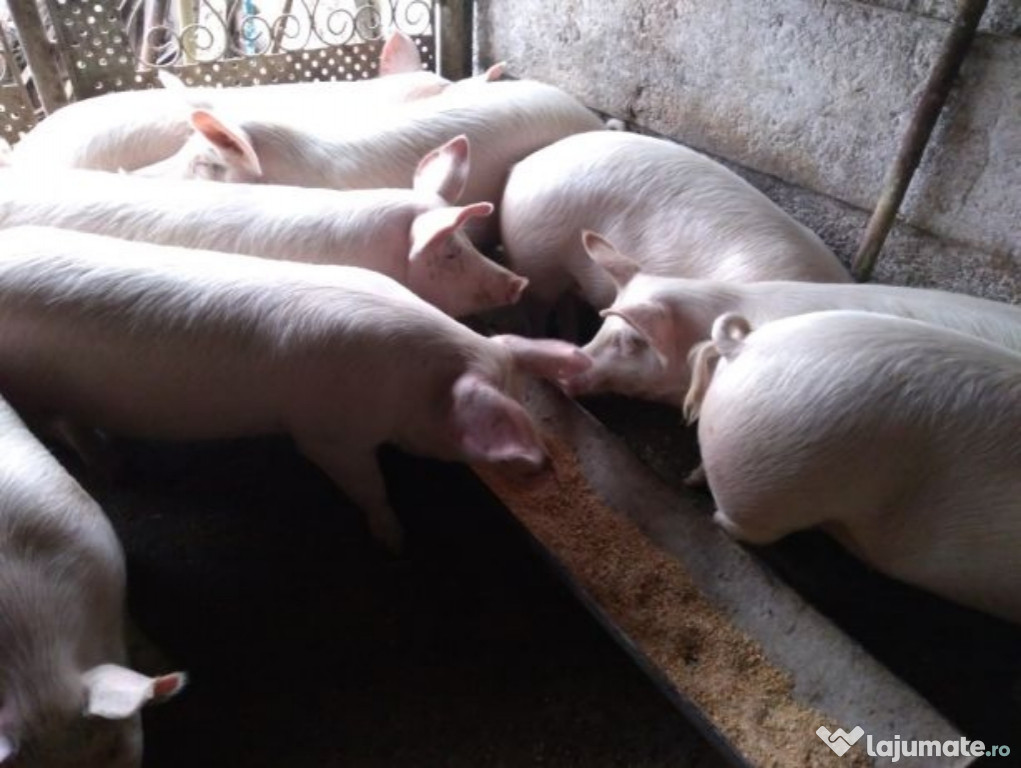 Porci