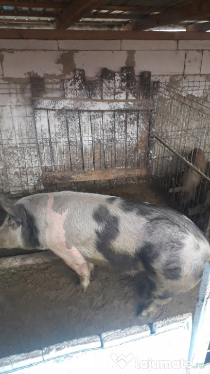 Porc ,