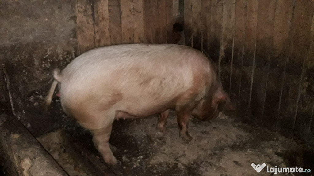 Porc de 160 kg