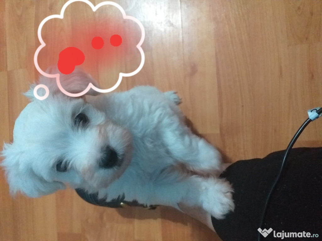 Bichon
