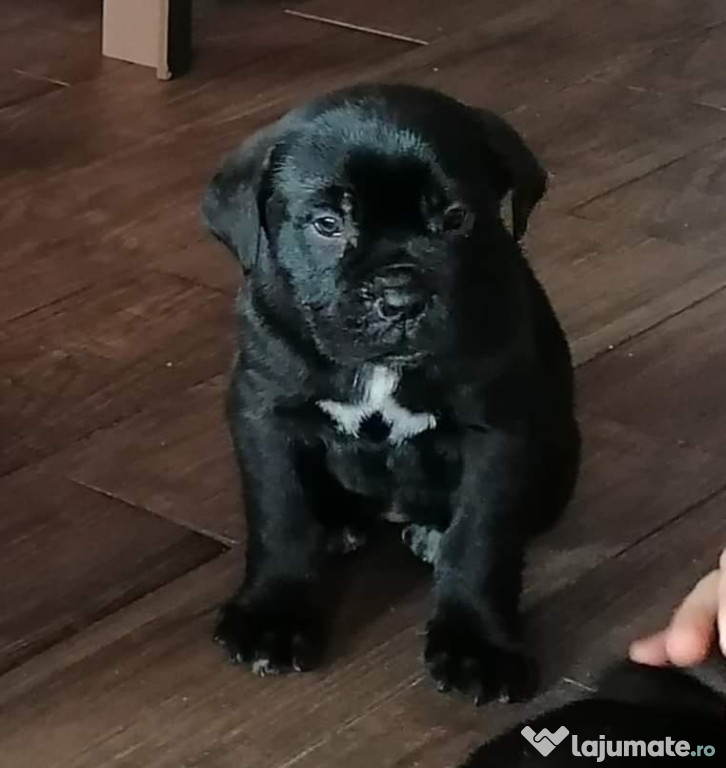 Cățea cane corso