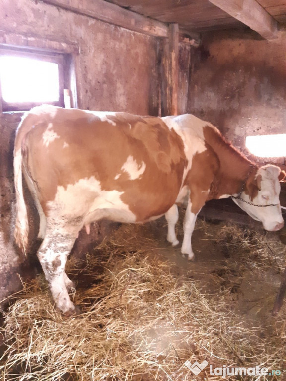 Vaca gestanta