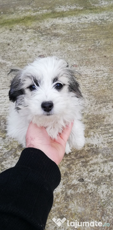 Bichon havanez