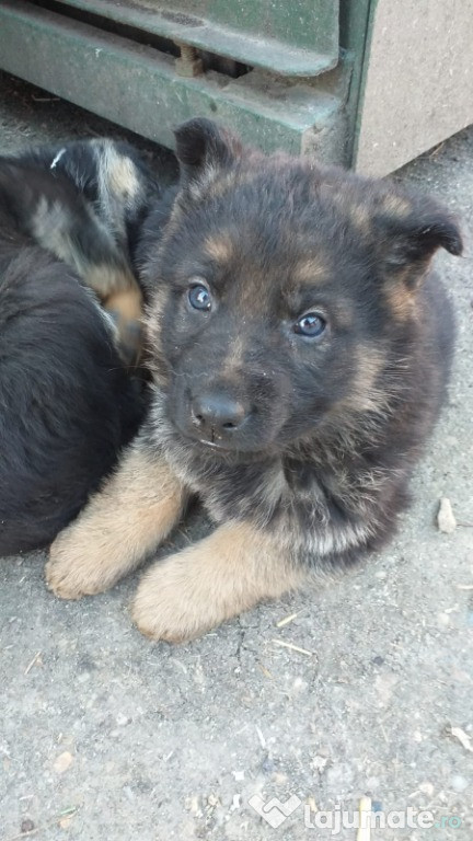 Catei Ciobanesc German
