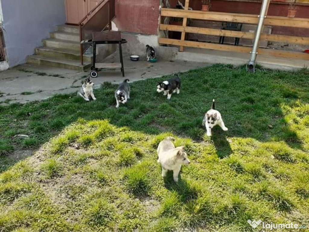 Pui husky siberian cu ochi albaștri