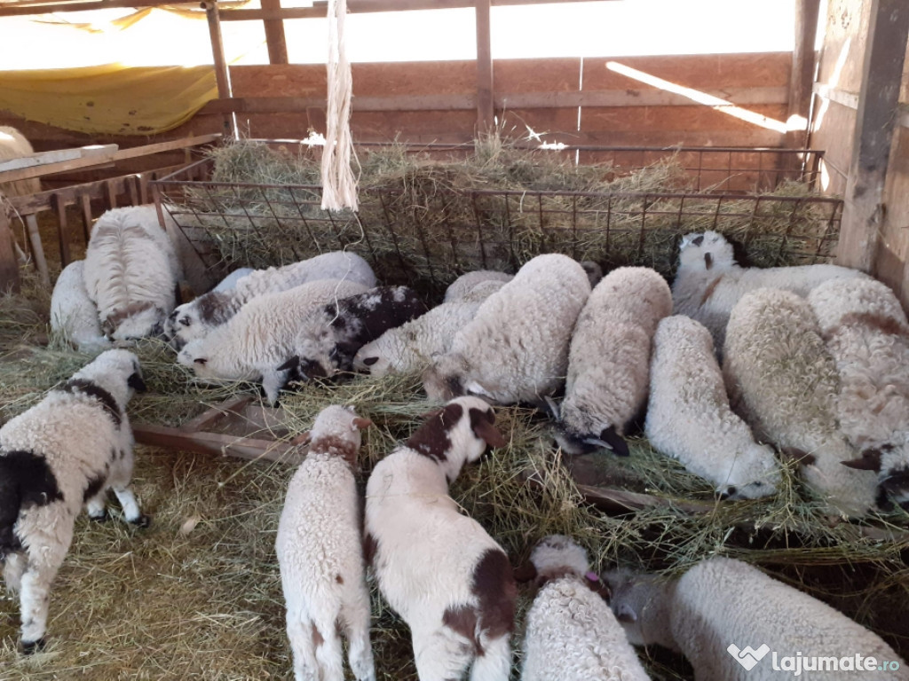 Miei! pretul 12lei kg in viata sau 24 lei tăiat