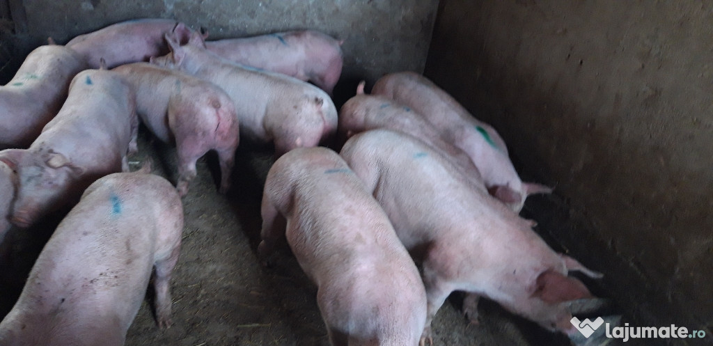 Porci de rasă