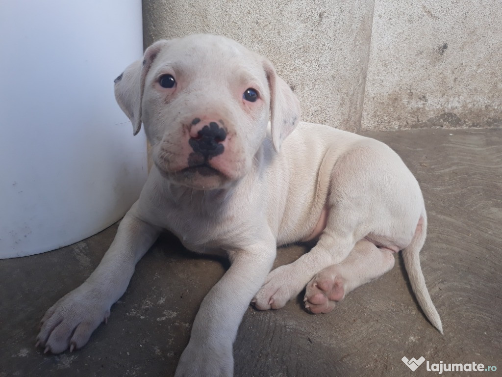 Pui metis Dog Argentinian