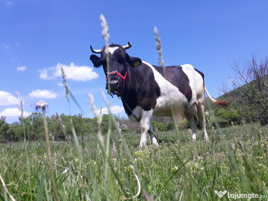 Vaca gestanta