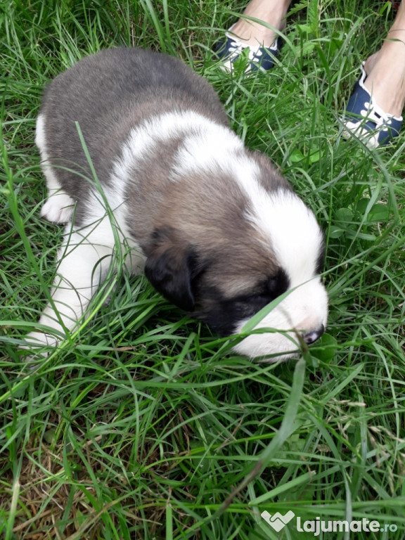 Căței saint-bernard