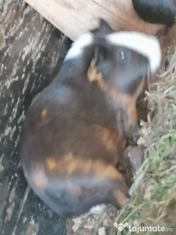 Porcusor de guinea