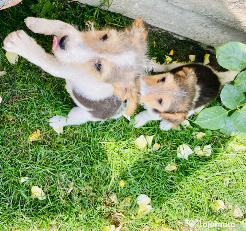 Căței FOX TERRIER