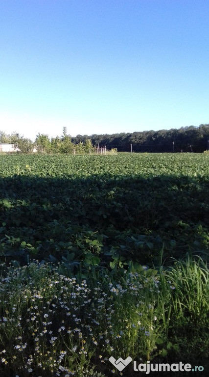1ha teren - Barsanesti
