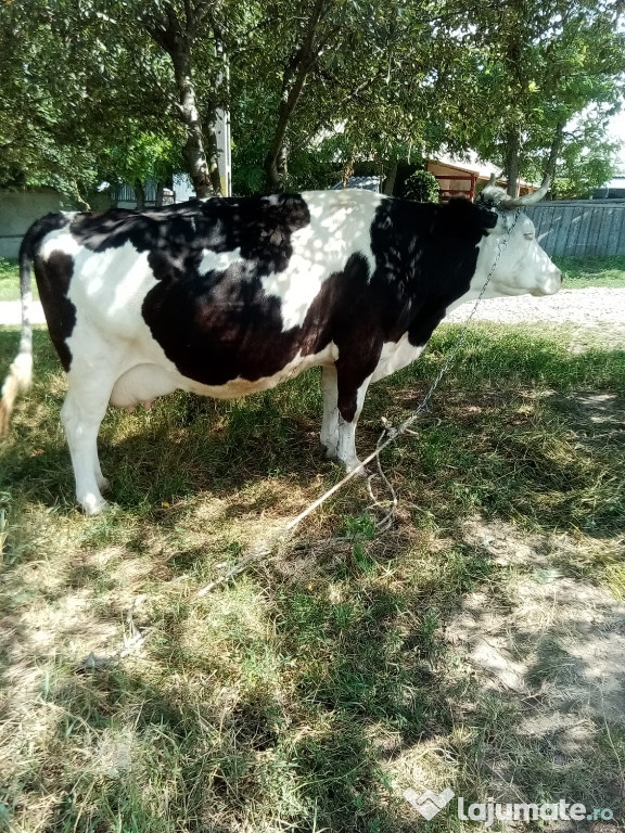 Vaca 5 ani