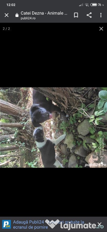 Catei