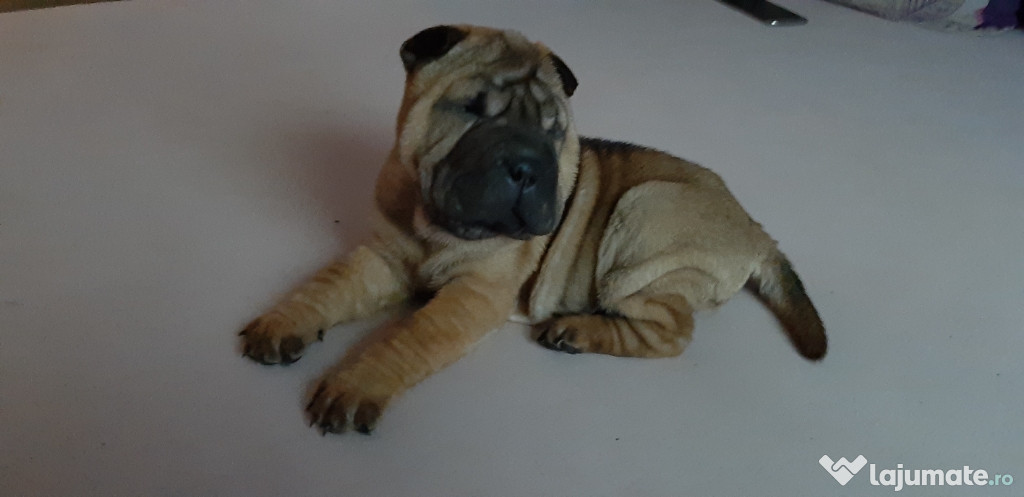 Căței shar-pei