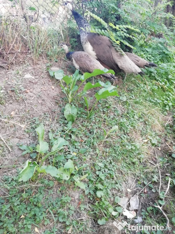 Păuni tineri pui