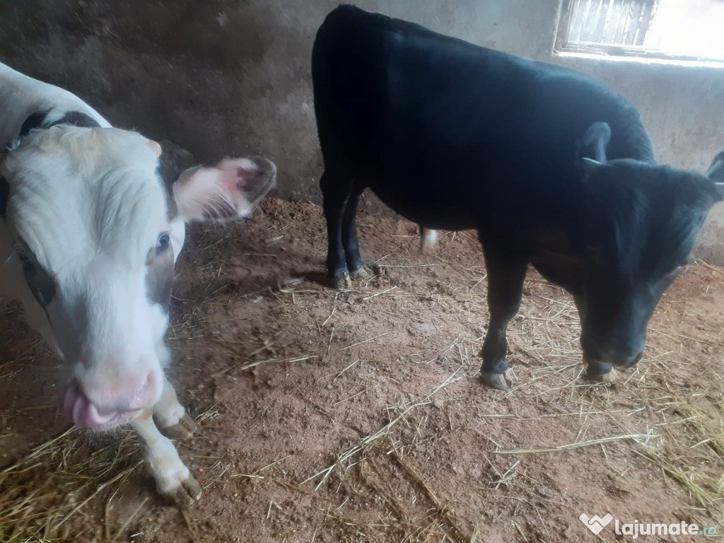 Tauri de rasă de aprox. 200 Kg.