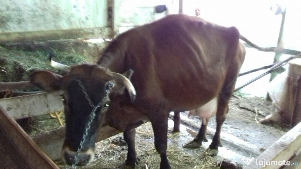 Vaca 20 litrii de lapte pe zi