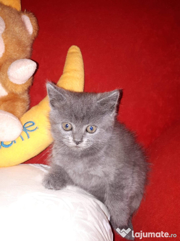 Pisicuti british shorthair