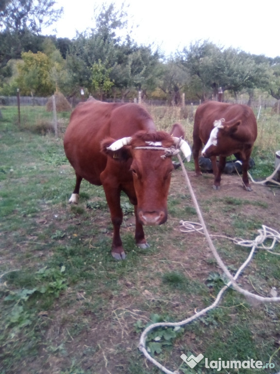 Ofertă urgenta vacă