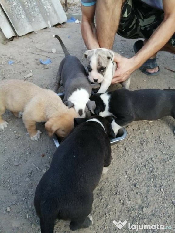 Căței Amstaff