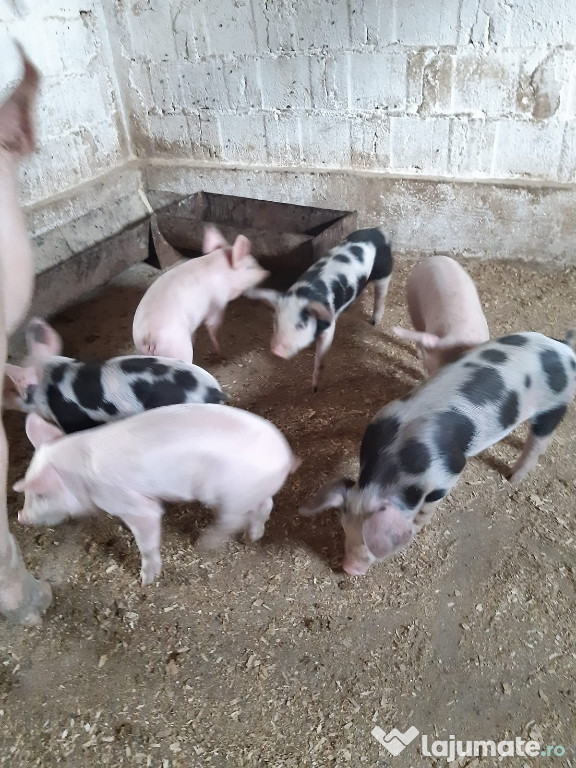 Porci pentru crescut