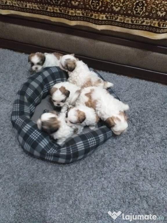 Câini shih-tzu