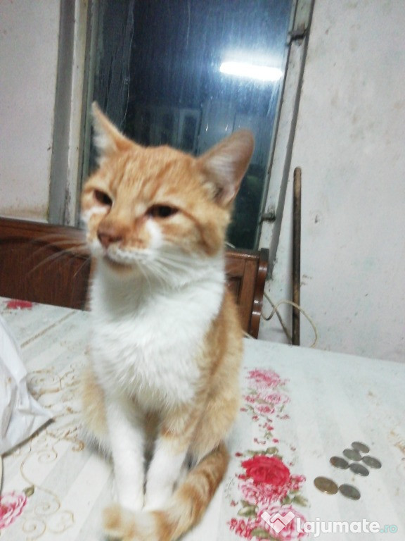 Donatie