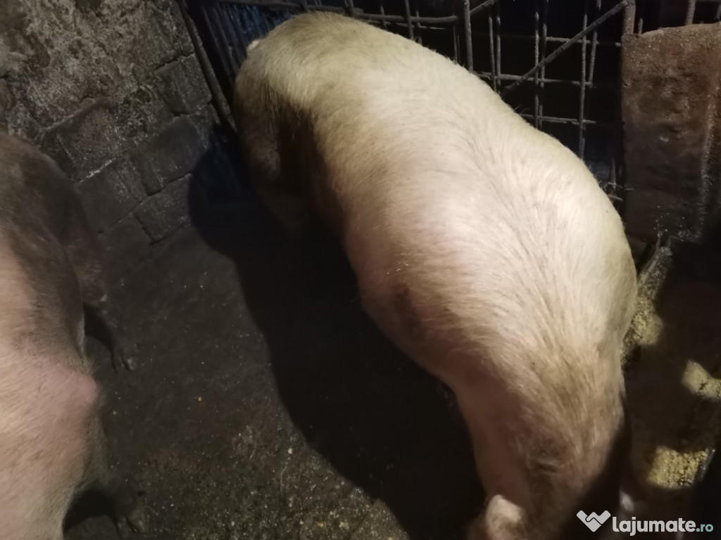 Porci de carne