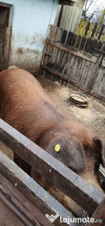 Porc de Craciun