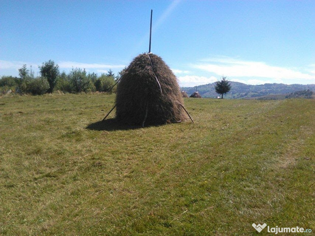 Teren Intravilan Zona de Munte, 10004 mp