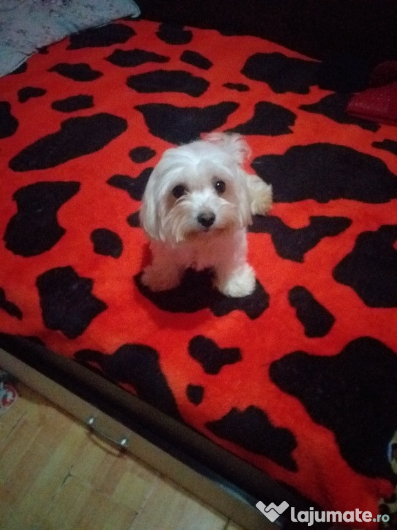 Catel bichon de talie mica