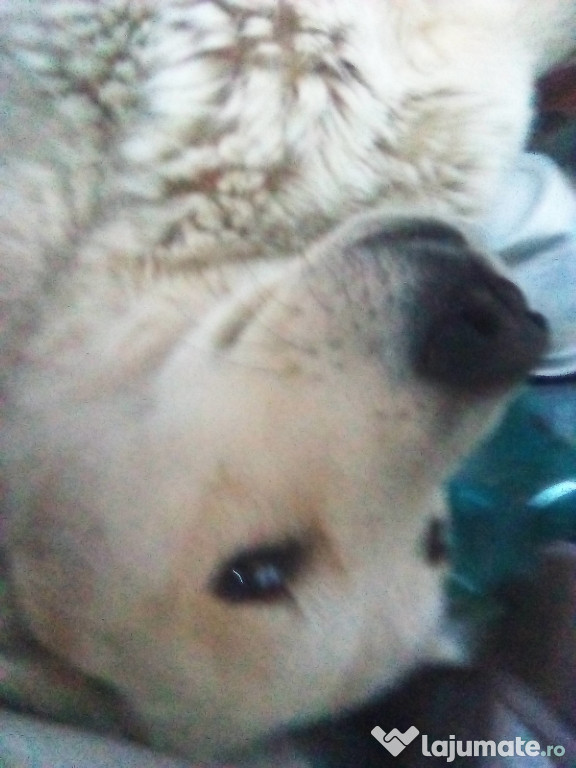 Bună! Donez câine mascul,vârsta 7 luni(detalii in descriere)