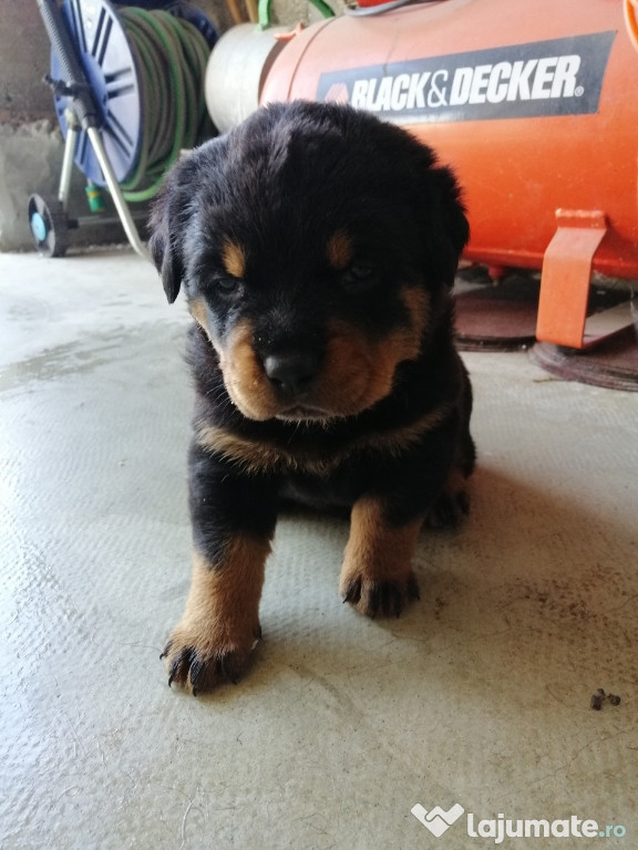 Pui Rottweiler