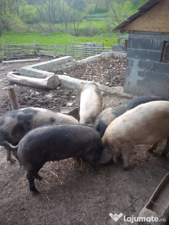 Scroafe de vreo 150-200kg