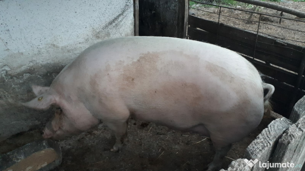 Porc cu greutatea de 270 kg