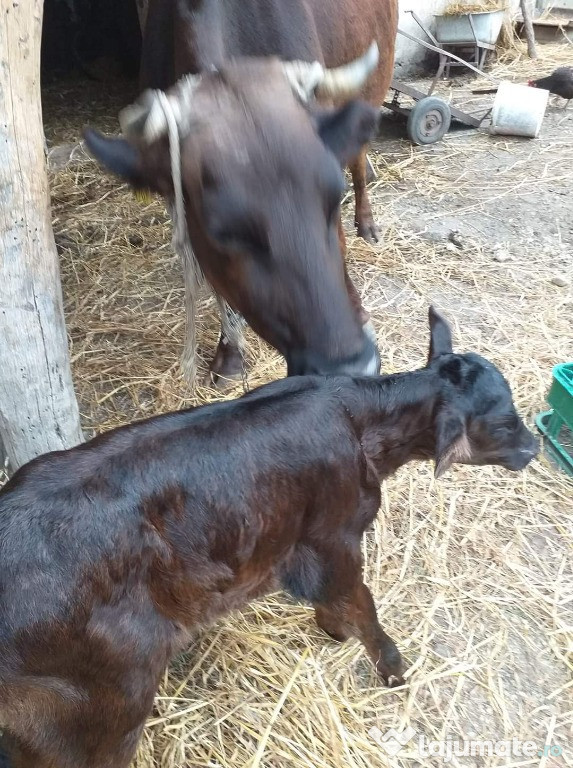 Vacă bună de lapte și o vitica