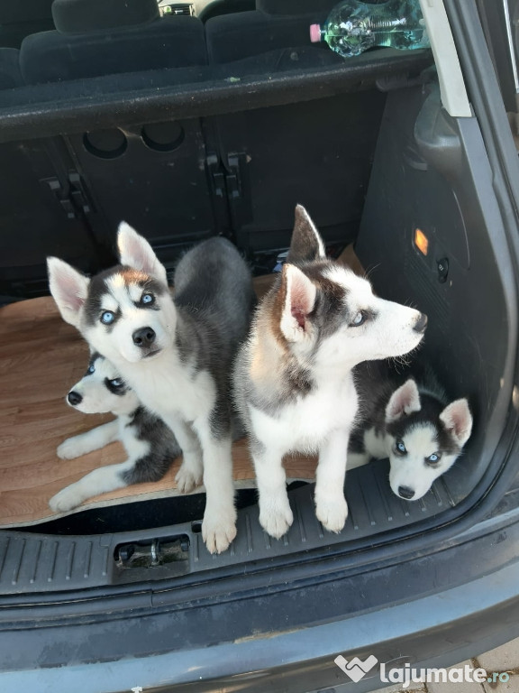 Husky Siberian