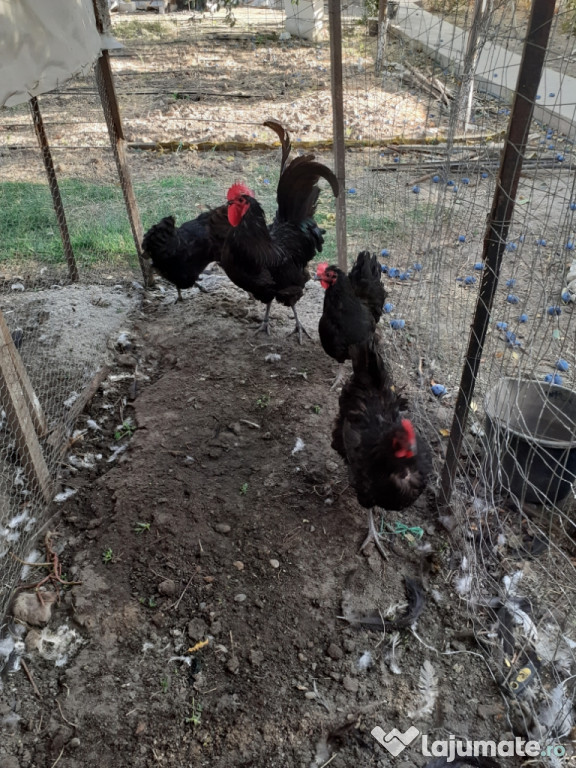 Gaini Australorp