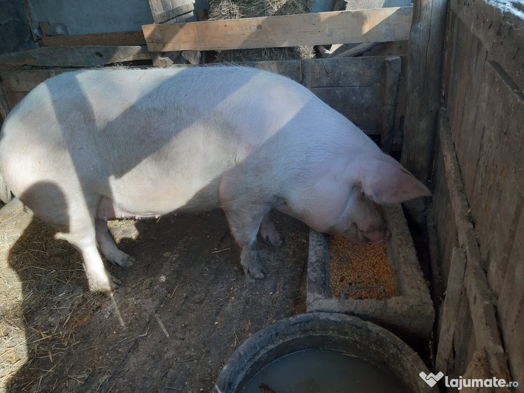 Animale crescute la țară