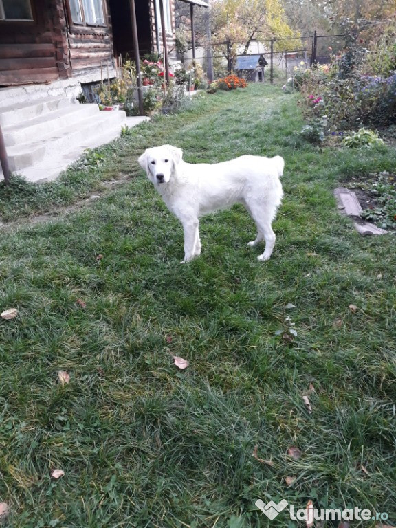 Donez câine ciobănesc