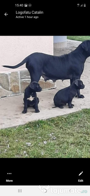 Căței cane corso