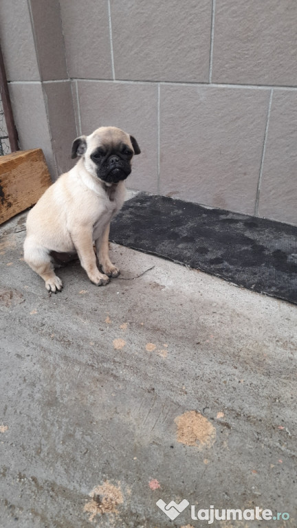 Cateluse Mops-pug